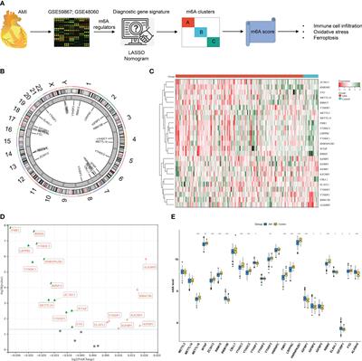 Characterization of the m6A regulators’ landscape highlights the clinical significance of acute myocardial infarction